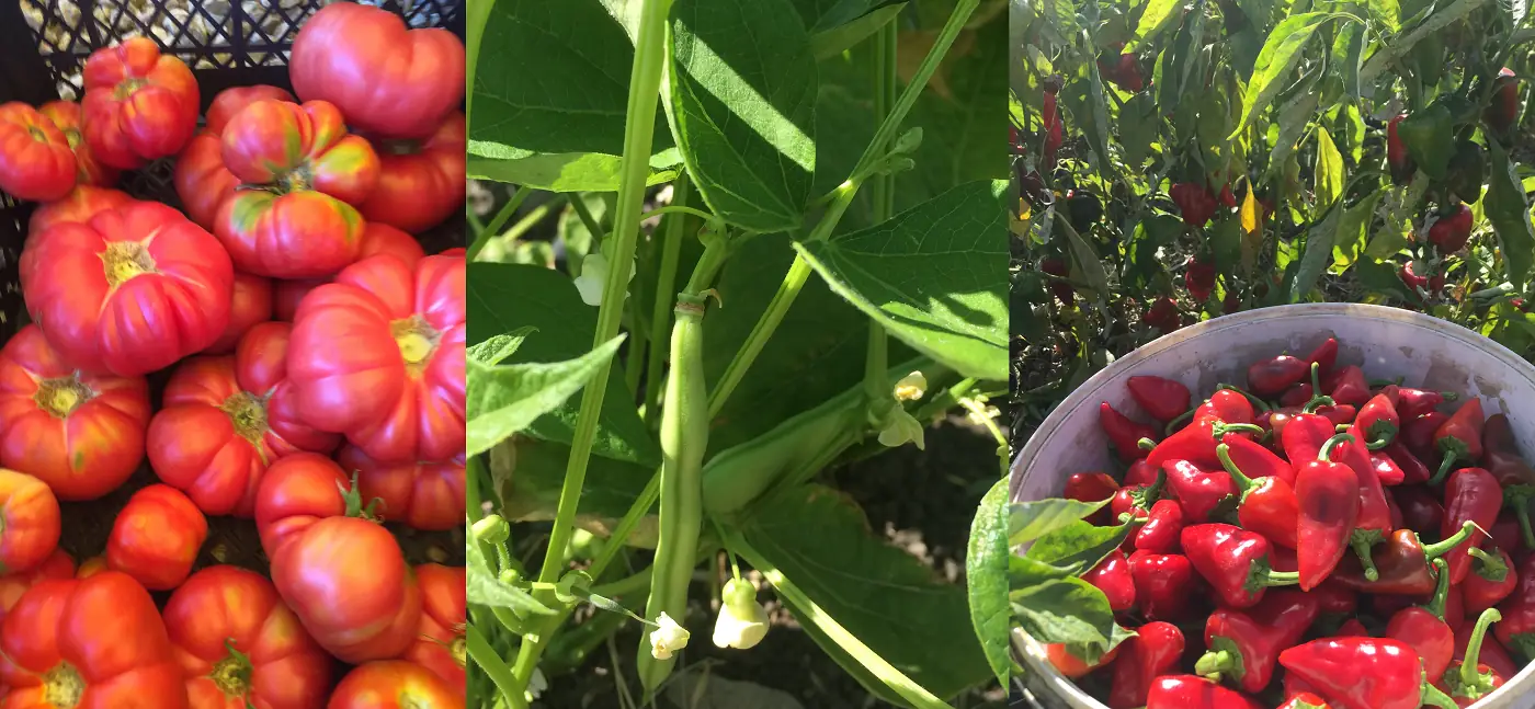 Fresh vegetables harvested from the farm daily