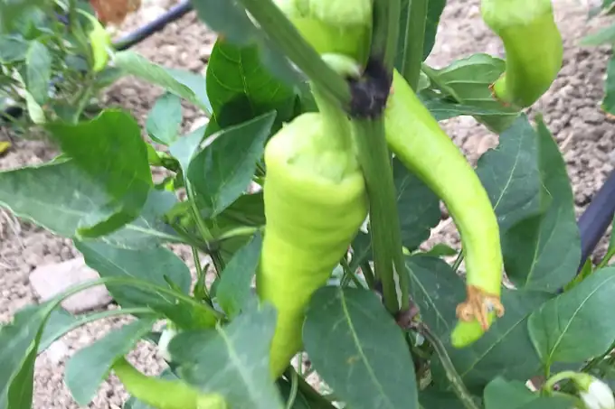 fresh peppers