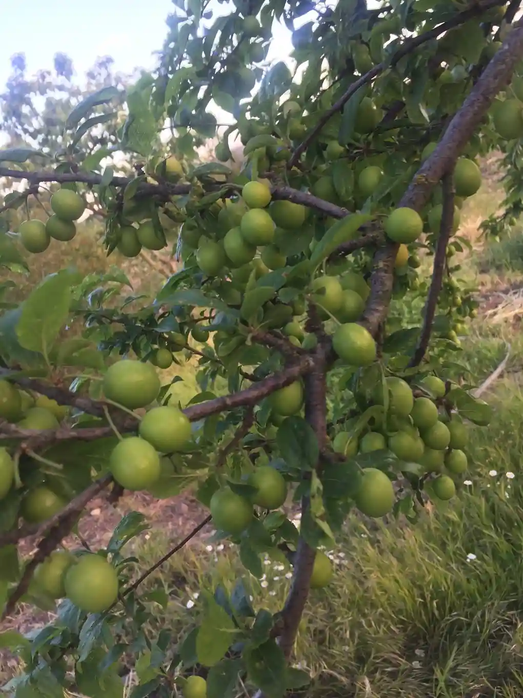 Plums on the tree