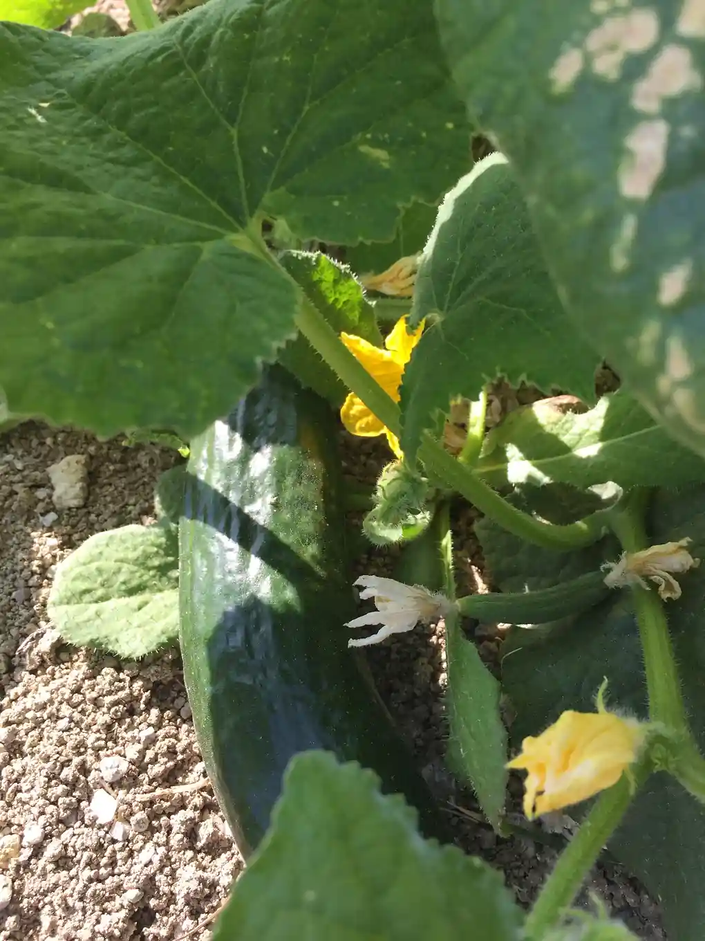 Fresh vegetables and their flowers